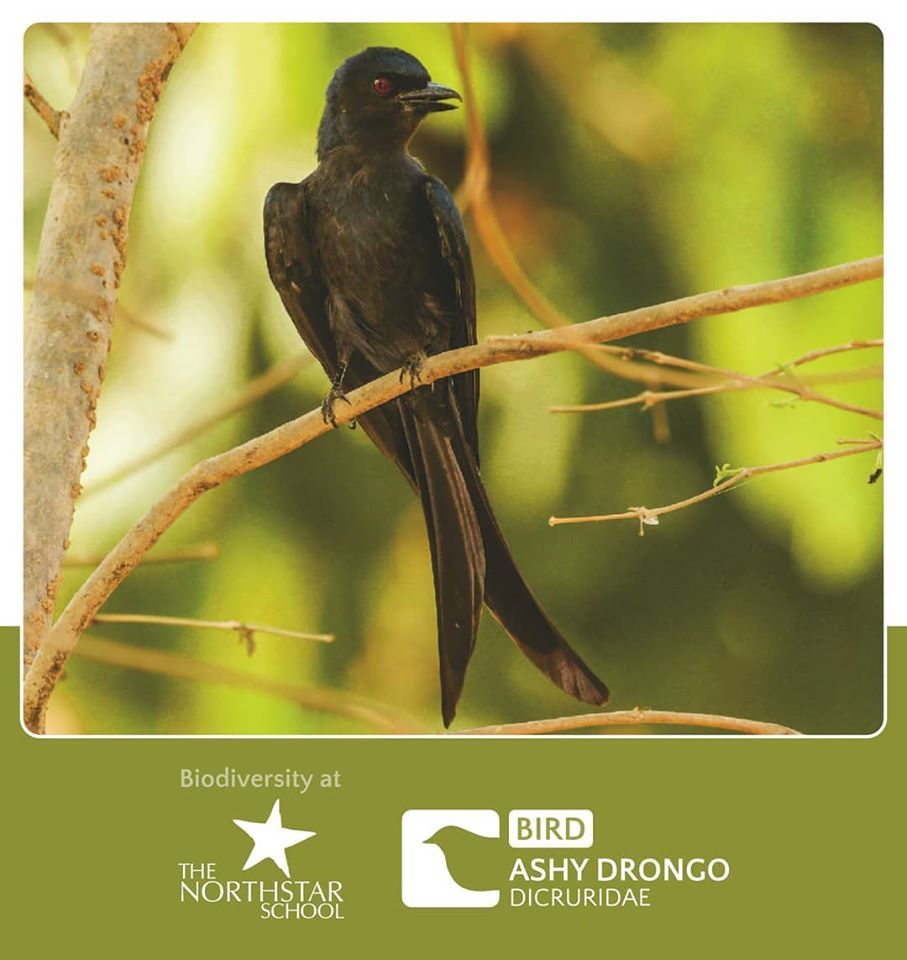 Biodiversity - Ashy Drongo