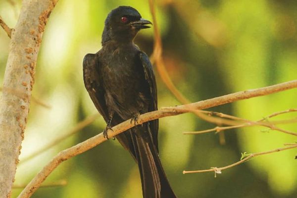 Biodiversity - Ashy Drongo
