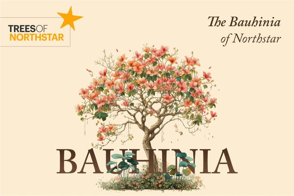 Homage to Bauhinia